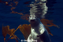 Quick Peek. A harbor seal peers down after taking a breat... by Douglas Klug 
